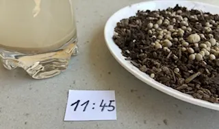 Löslichkeitstest um 11:45 Uhr: Kalk mit Schwefel (grobes Korn) auf der Erde, das Wasser im Glas ist milchig